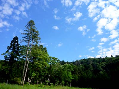 雨後のお散歩・・・その3_e0045113_1958096.jpg