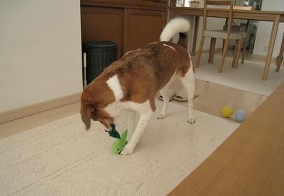 c0084117_2013231.jpg