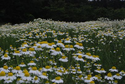 「天意（あい）の里ハーブガーデン」　北広島市_e0045719_13583159.jpg