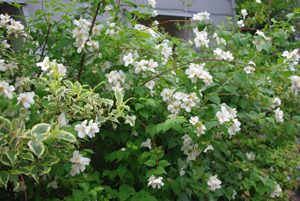 c0048023_8362243.jpg