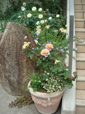 大鉢の寄せ植え Yoko Gardenの小部屋