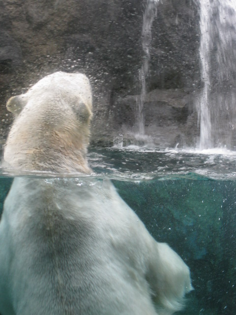 春の北海道旅行　旭山動物園その１_c0117239_23143458.jpg