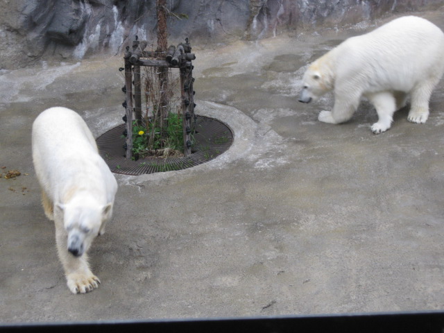 春の北海道旅行　旭山動物園その１_c0117239_23251120.jpg