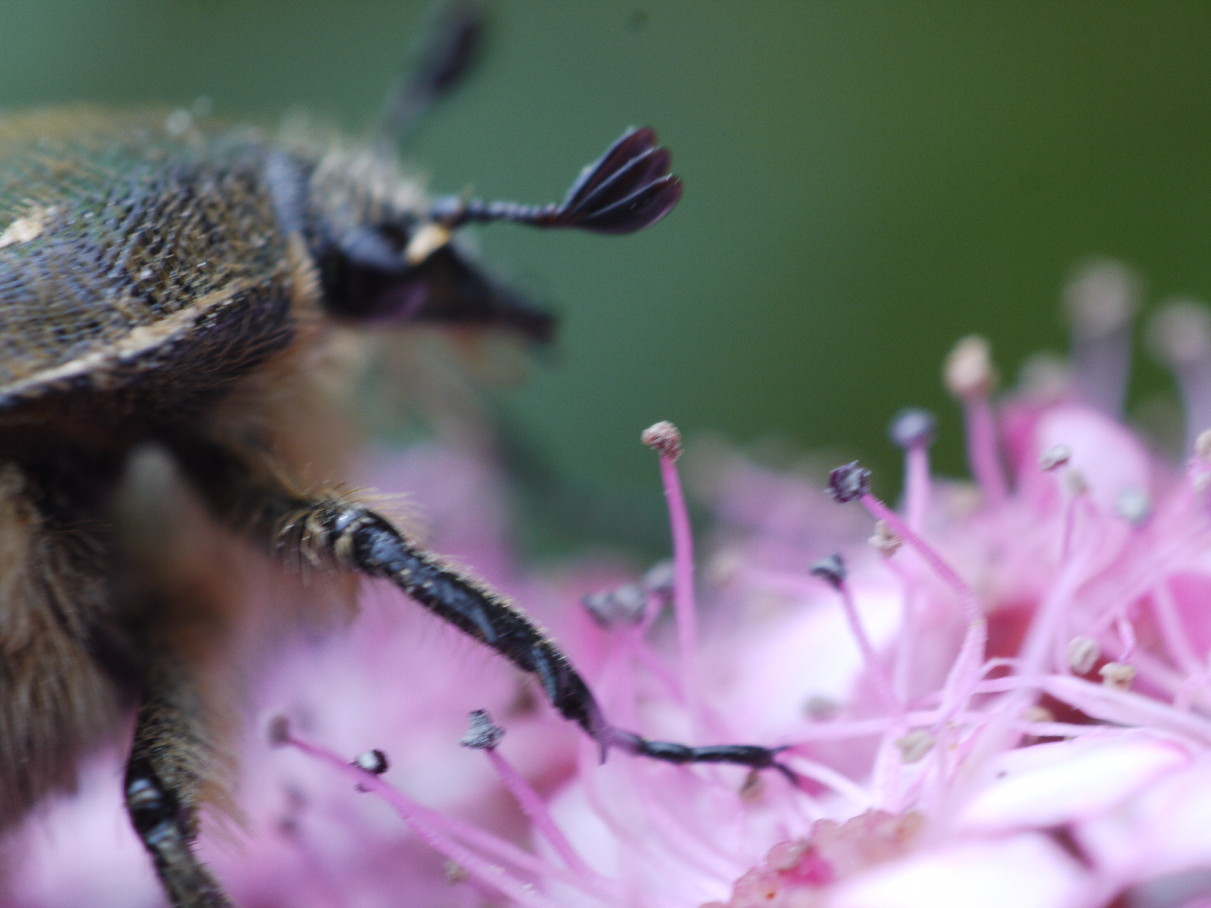 魔鏡懺悔　Ｇ１でライカ等を使う　SIGMA MINI-WIDE2 f2.8 28mm(逆付け)_e0022344_12382132.jpg