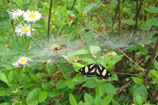 c0093046_15355198.gif