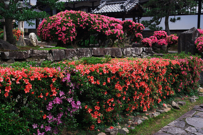 サツキ咲く(宇治・興聖寺)_f0155048_0274950.jpg