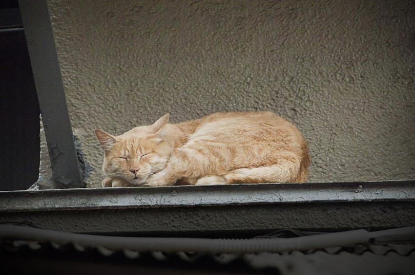 5月最後の日。今日も雨。_f0077849_1813573.jpg