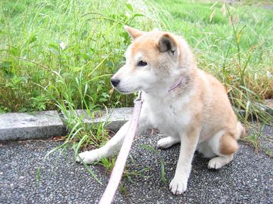 痩せた母と寂しげな娘_c0049950_20162314.jpg