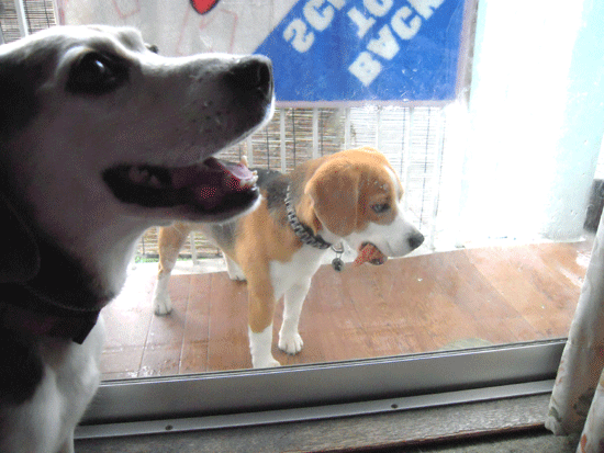 b0005652_1912529.gif