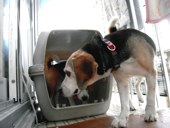 b0005652_1992067.gif