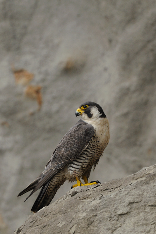 湘南のハヤブサ 今日巣立ちました。 : 湘南BIRDER