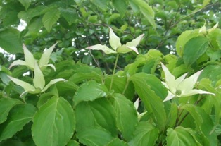 夏山訓練登山　「大万木～琴引山縦走」　参加16名_d0007657_19272289.jpg