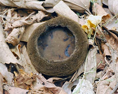 e0035757_1028060.jpg