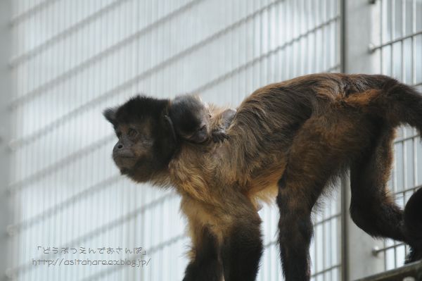 フサオマキザルの赤ちゃん誕生_b0024758_05718.jpg