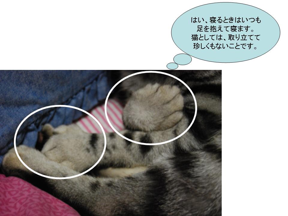 寝てる猫と５月３１日_f0043859_194421100.jpg