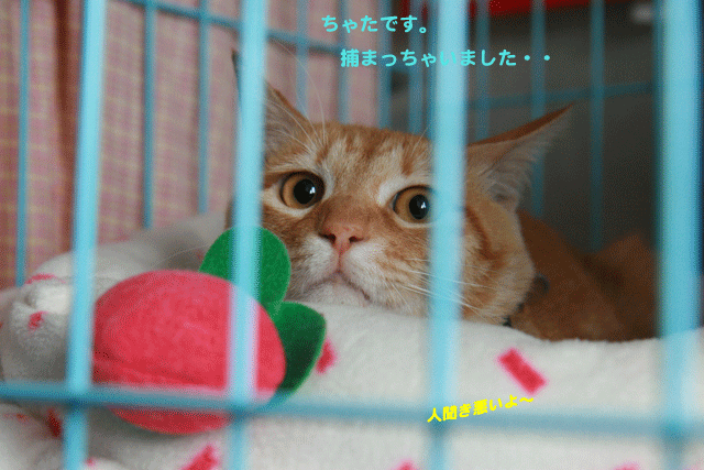 e0158561_21325974.gif