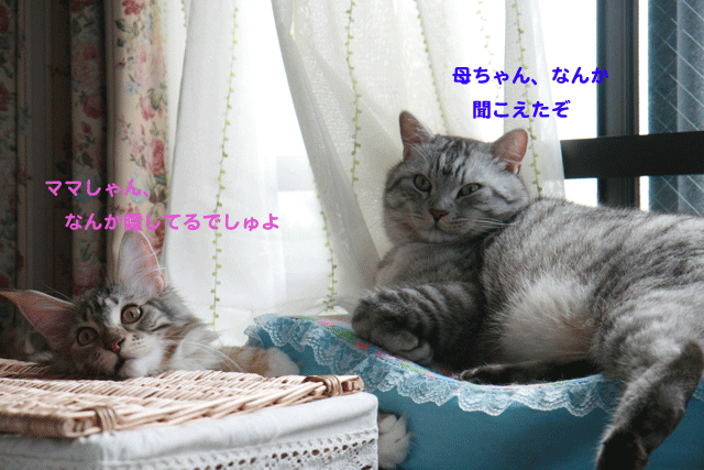 e0158561_21385498.gif