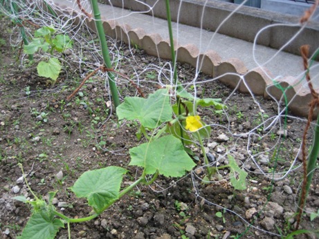僕の畑と夏色の庭_b0100062_2193171.jpg