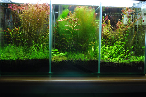 アオミドロ斎戒沐浴 Aqualiving アオミドロ斎戒沐浴 Aqualiving