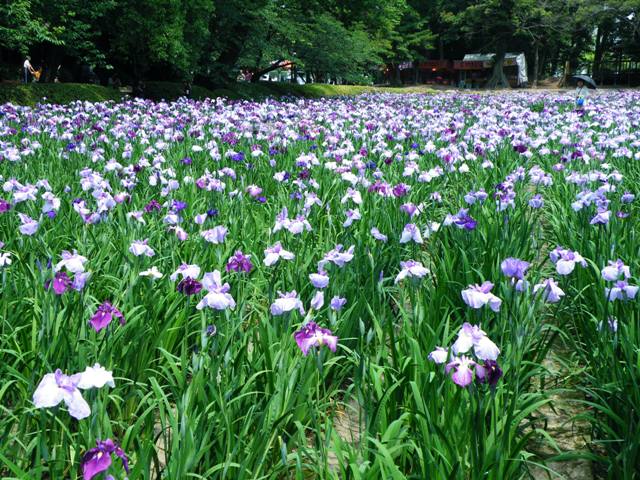 今日も大村公園の花菖蒲_e0101769_8235981.jpg