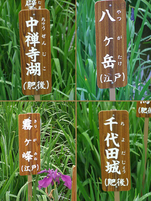 花菖蒲の「名前」観賞_d0138170_17131594.jpg