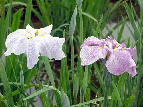 花菖蒲の「名前」観賞_d0138170_17443712.jpg