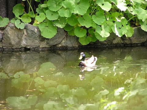 公園の生き物_a0081671_20145030.jpg