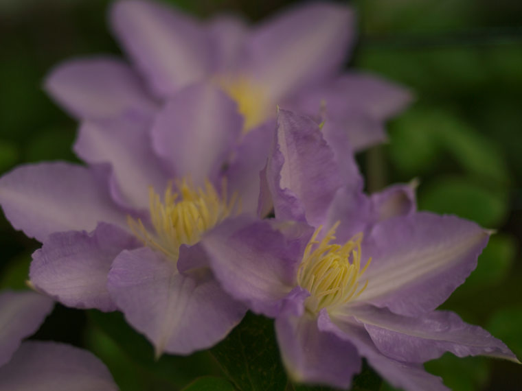 鉄線 まほ 写真俳句