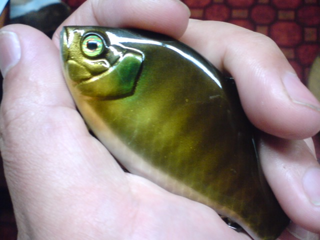 a0040876_08891.jpg
