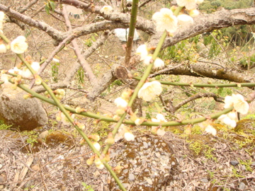 b0111876_11172.jpg