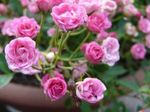 2009年5月31日 久しぶりにゆっくり_b0098584_173113100.jpg