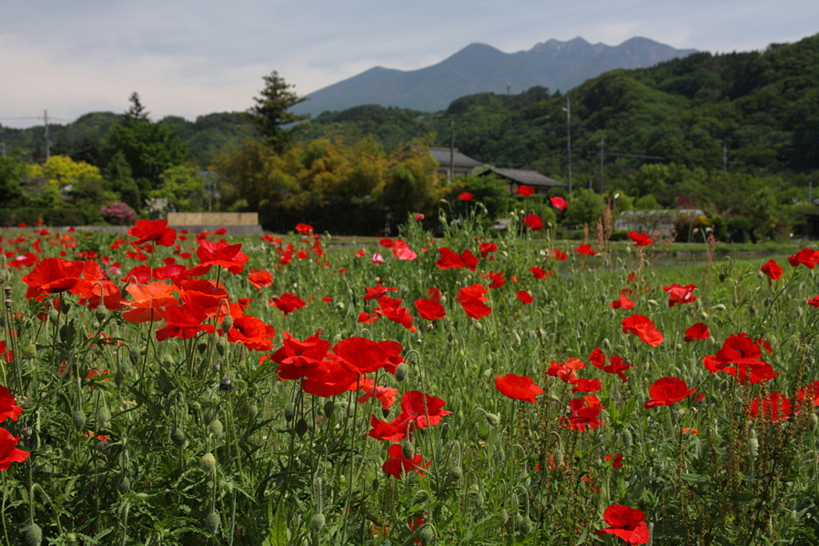 09.05.23：水車の里公園、井戸尻、大阿原・入笠湿原、撮りまくり２_c0007190_18503893.jpg