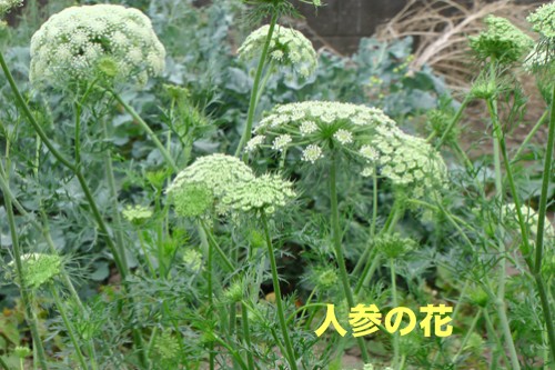 a0076594_21424331.jpg