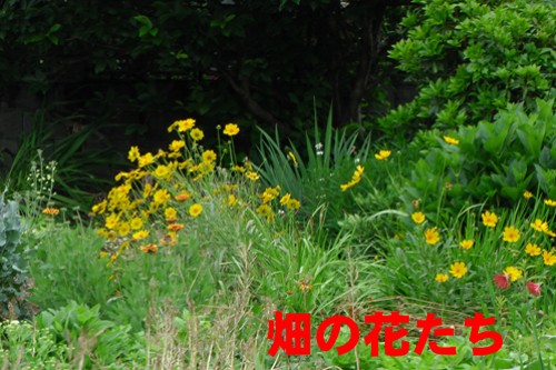 a0076594_2143289.jpg