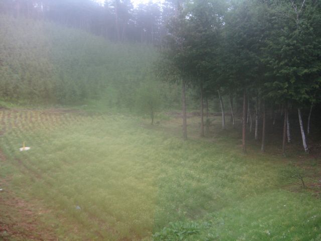 c0099395_5244258.jpg