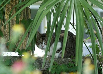 越谷久伊豆神社_b0017899_5504294.jpg