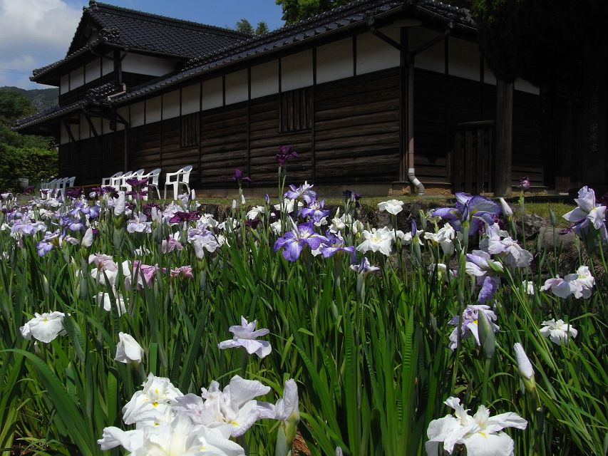 熊本・楠浦村（旧）庄屋宗像家の花菖蒲_c0129599_17523233.jpg