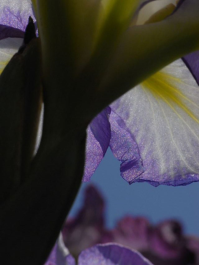 熊本・楠浦村（旧）庄屋宗像家の花菖蒲_c0129599_175382.jpg