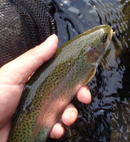 c0177814_1056533.jpg