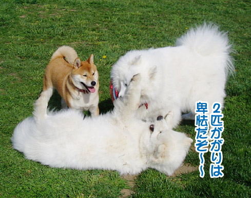a0044521_08203.jpg