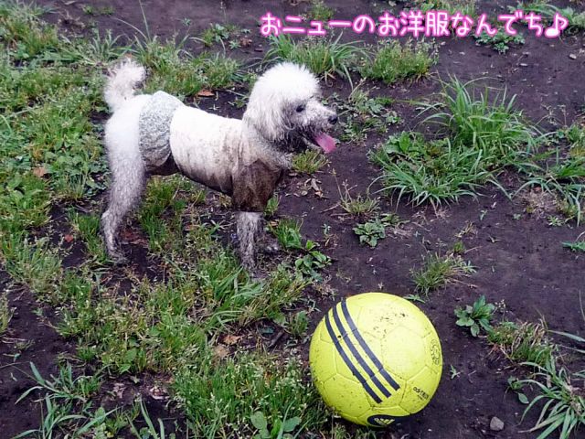どちらさま？_c0062832_16195855.jpg