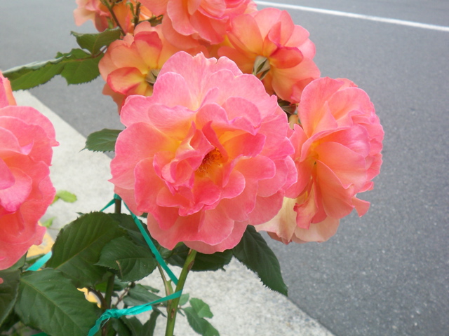 f0045433_20542689.jpg