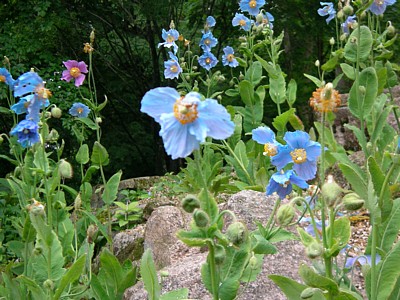 c0038434_16104346.jpg