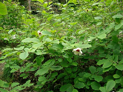 c0038434_1614166.jpg