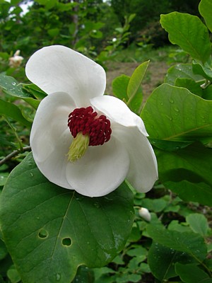 c0038434_16141779.jpg