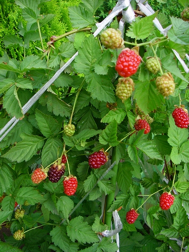 a0034438_14335932.jpg