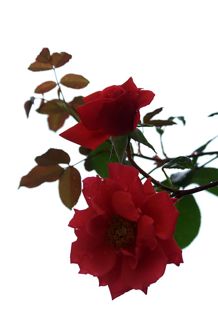 c0067040_22553780.jpg