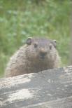 Groundhog_d0085440_1158108.jpg