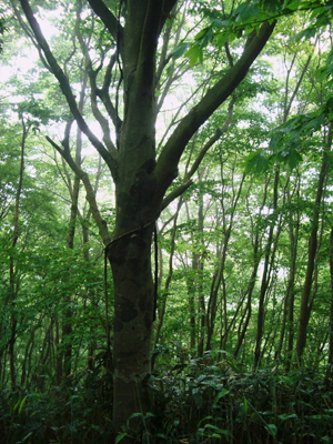 e0110940_8323225.jpg