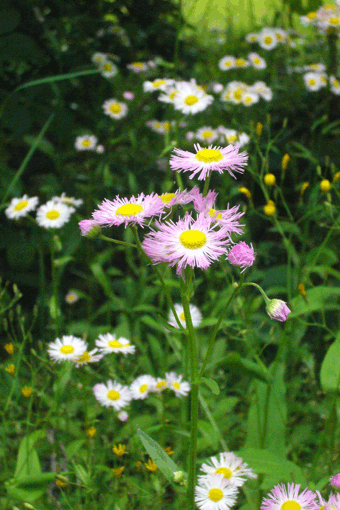 c0093046_721567.gif